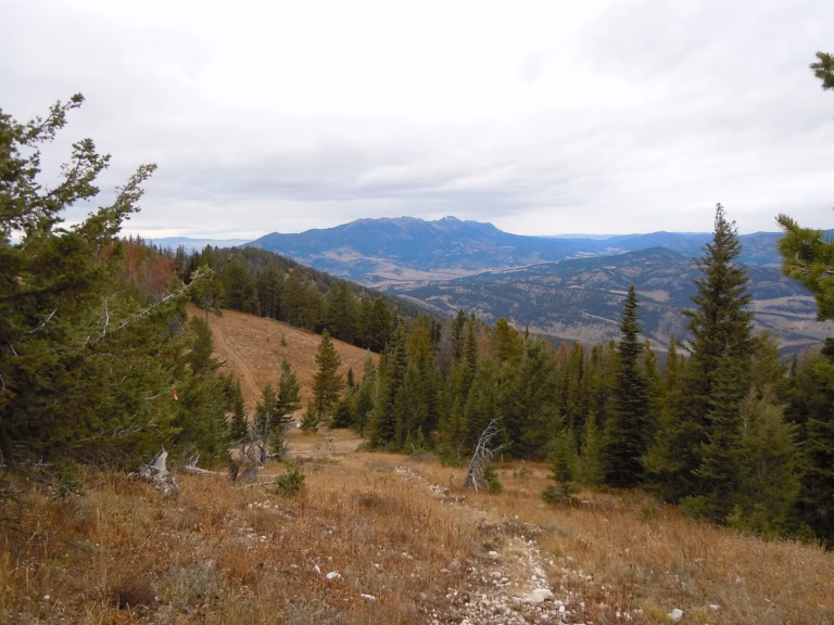 Pine trees and the Bridger Range from Chestnut Mountain, Montana